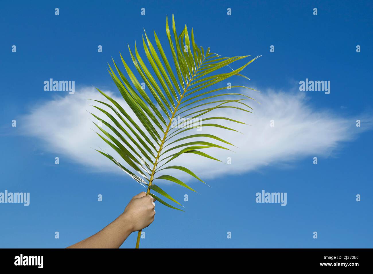 Main tenant la branche avec fond bleu ciel à la célébration du dimanche de Palm. Semaine Sainte. Le dimanche des palmiers est un dimanche catholique traditionnel. Foi chrétienne. Banque D'Images