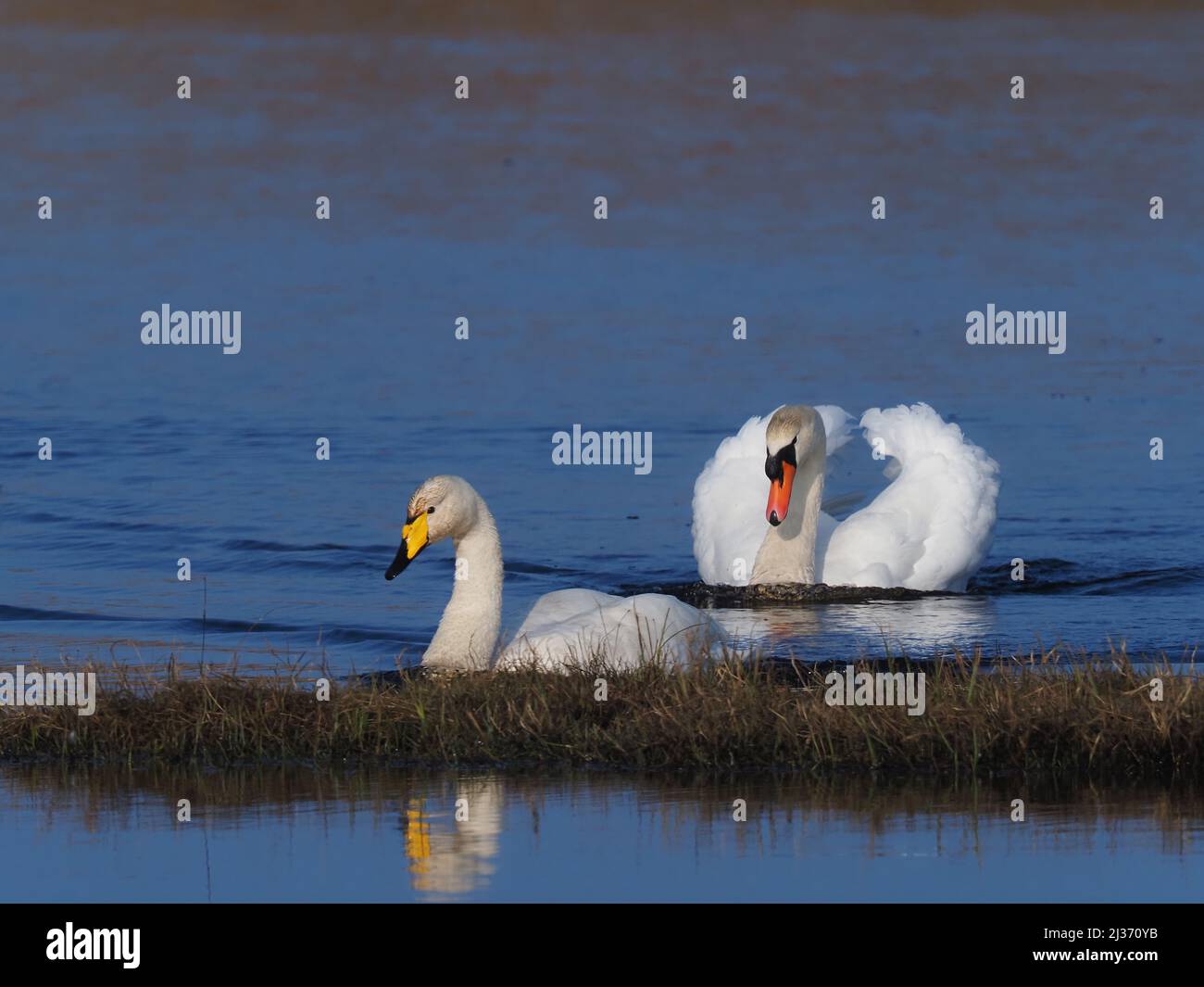 Au printemps, le cygne secret masculin dominant deviendra de plus en plus agressif de voir tous les autres hors de son territoire chercher activement des intrus. Banque D'Images