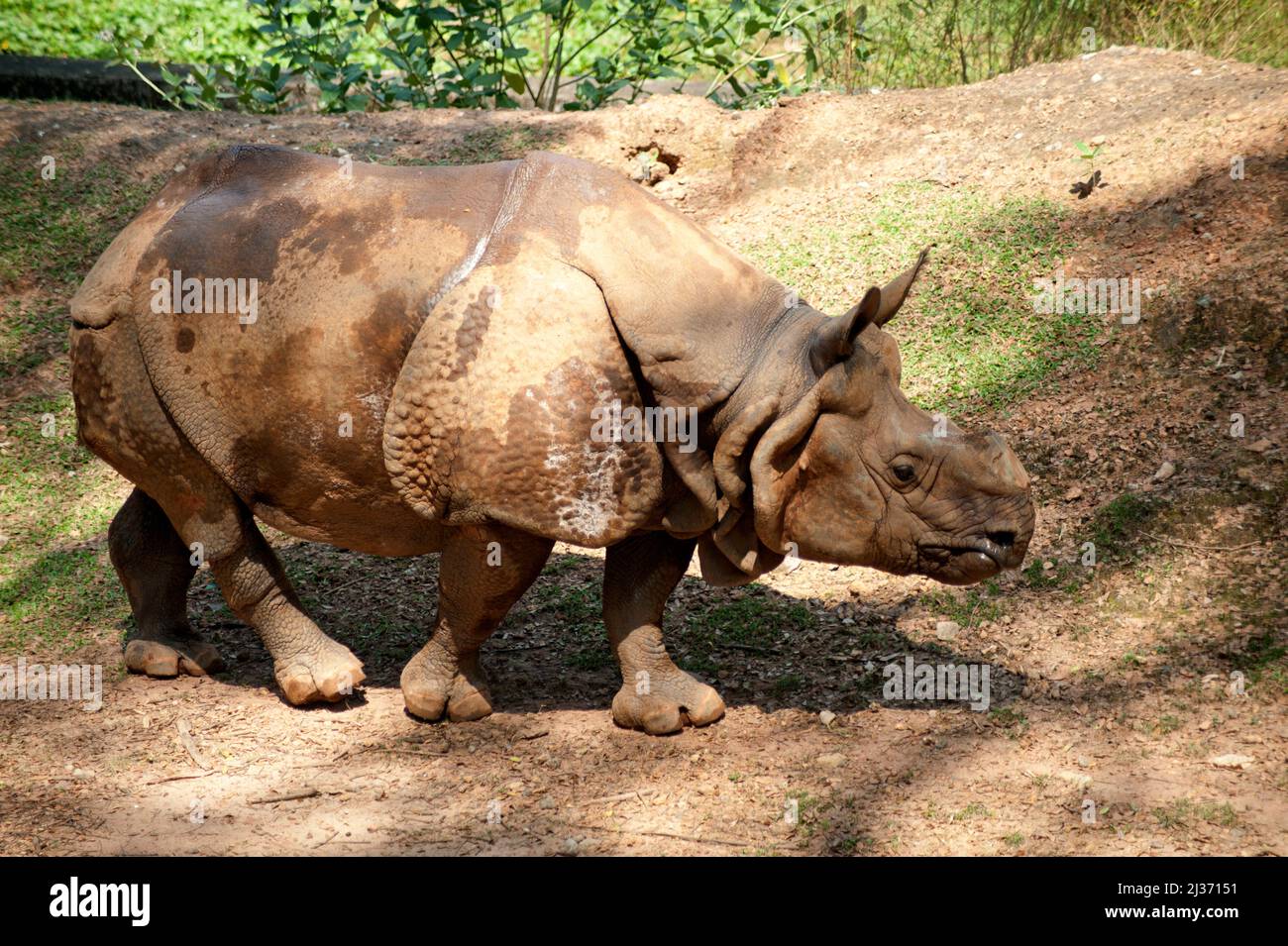 Le rhinoceros in Trivandrum Zoo est situé dans la ville de Thiruvananthapuram, la capitale du Kerala, en Inde Banque D'Images