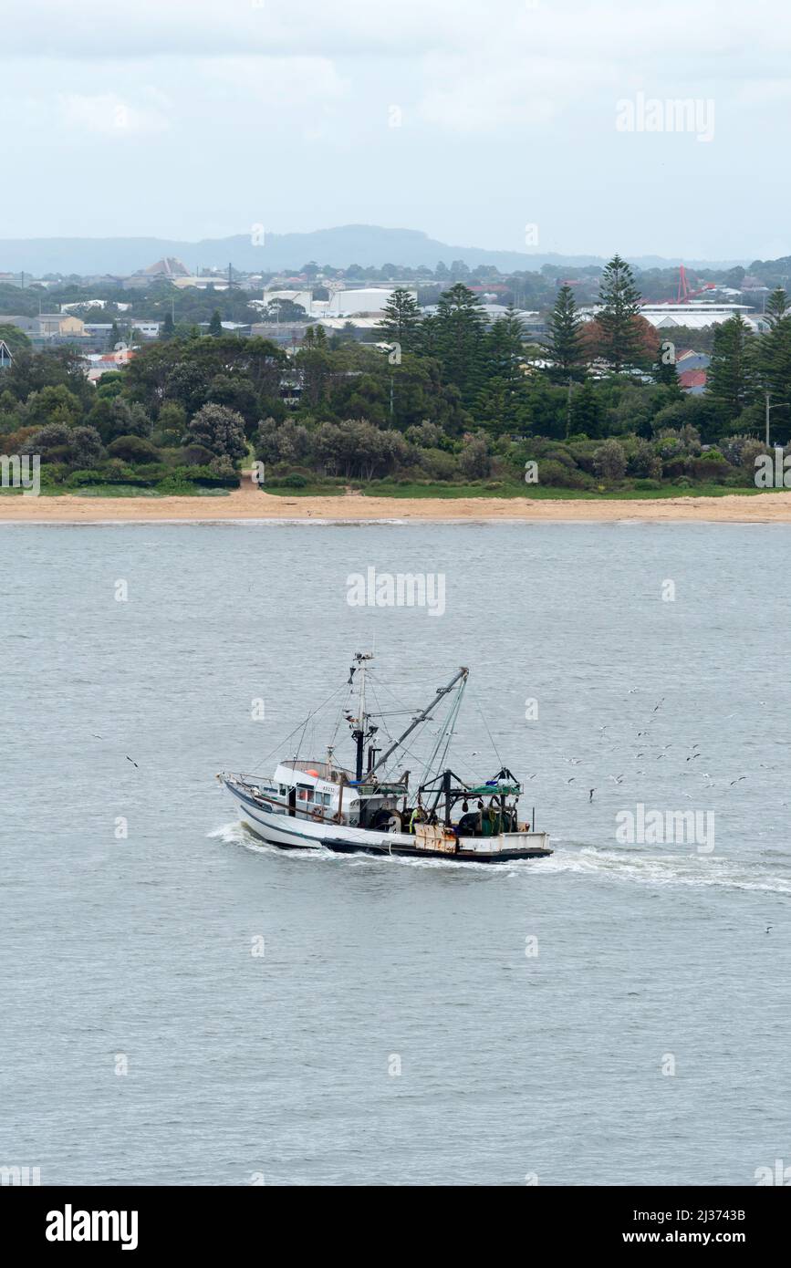 Des hommes se tiennent à mi-navires sur un chalutier de pêche qui nettoie le poisson de près suivi par des oiseaux de mer alors que le bateau entre dans le port de Newcastle en Nouvelle-Galles du Sud, en Australie Banque D'Images