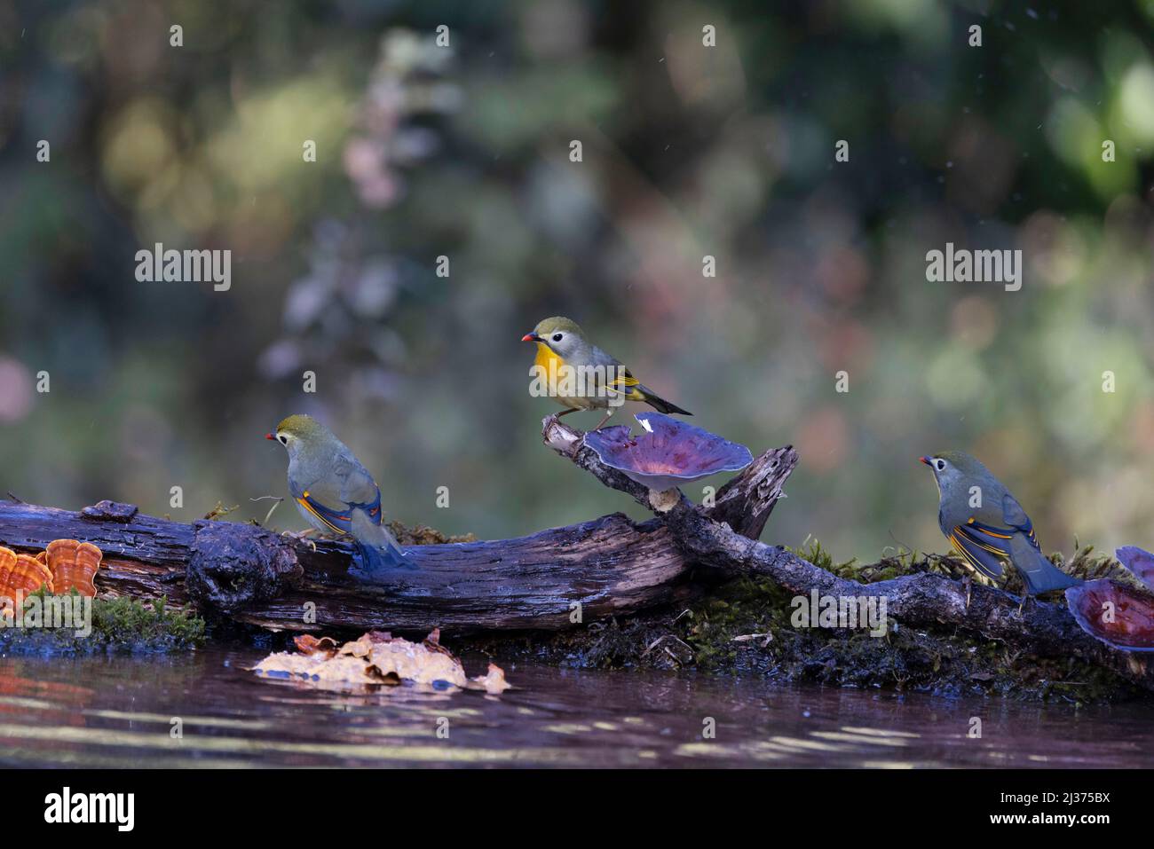 Leiothrix à bec rouge, Leiothrix lutea, Uttarakhand, Inde Banque D'Images