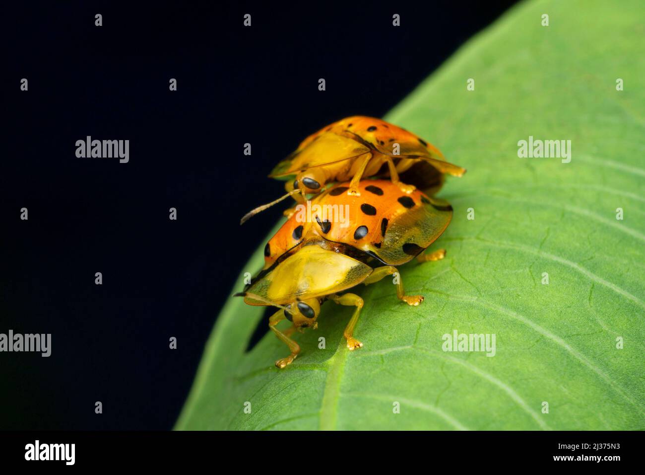 Paire de coléoptères de la tortue, Charidotella sexpunctata, Satara, Maharashtra, Inde Banque D'Images