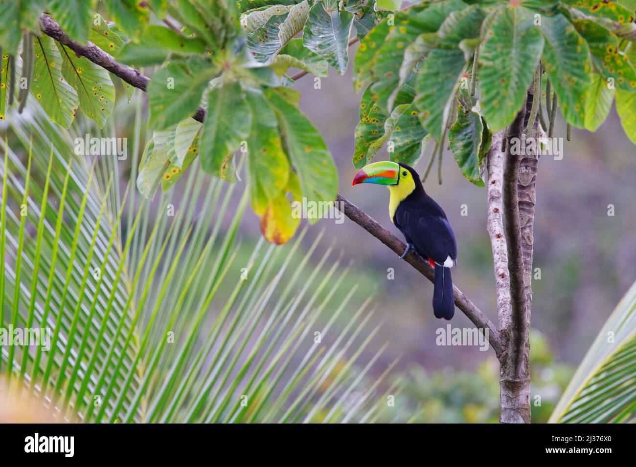 Toucan à bec de quille – dans Cecropia Tree Ramphastos sulfuratus Boco Tapada, Costa Rica BI034566 Banque D'Images