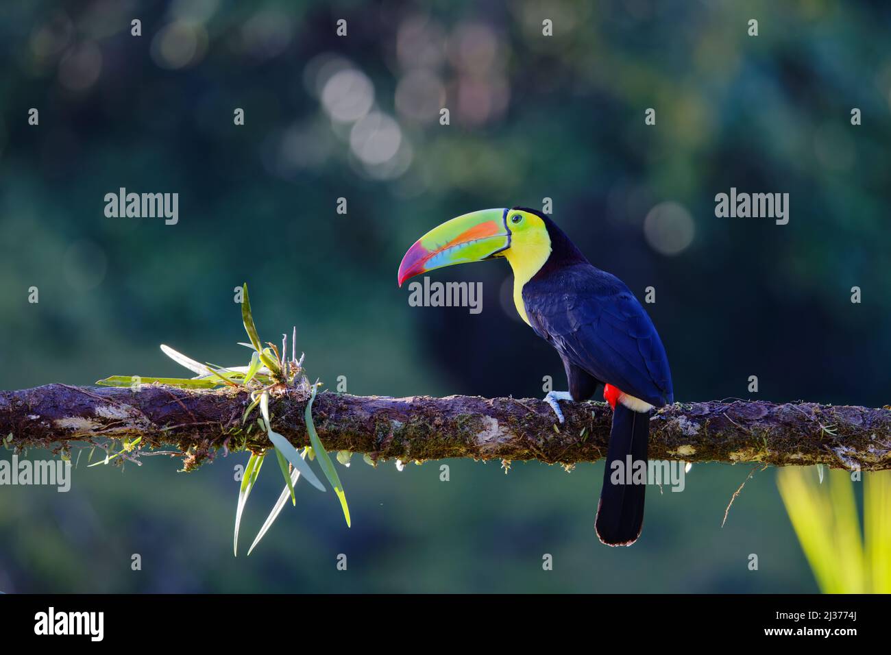 Toucan Ramphastos sulfuratus Boco Tapada, Costa Rica BI034630 Banque D'Images