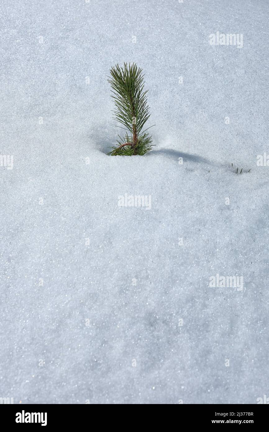 Aiguilles de pin sous la neige à Etna Park, Sicile Banque D'Images