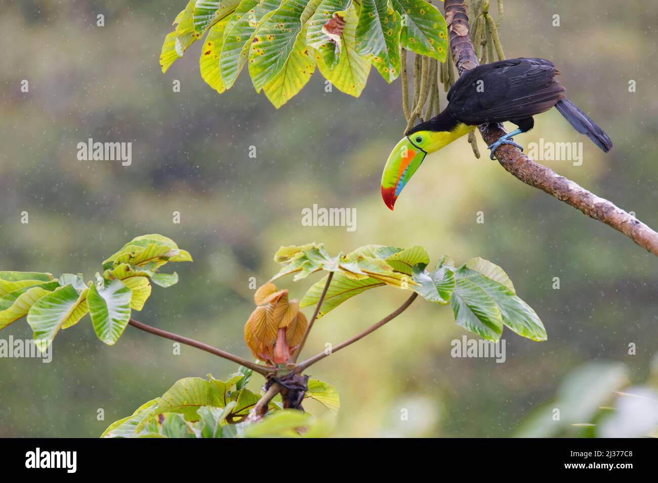 Toucan à bec de quille – en pluie Ramphastos sulfuratus Boco Tapada, Costa Rica BI034769 Banque D'Images