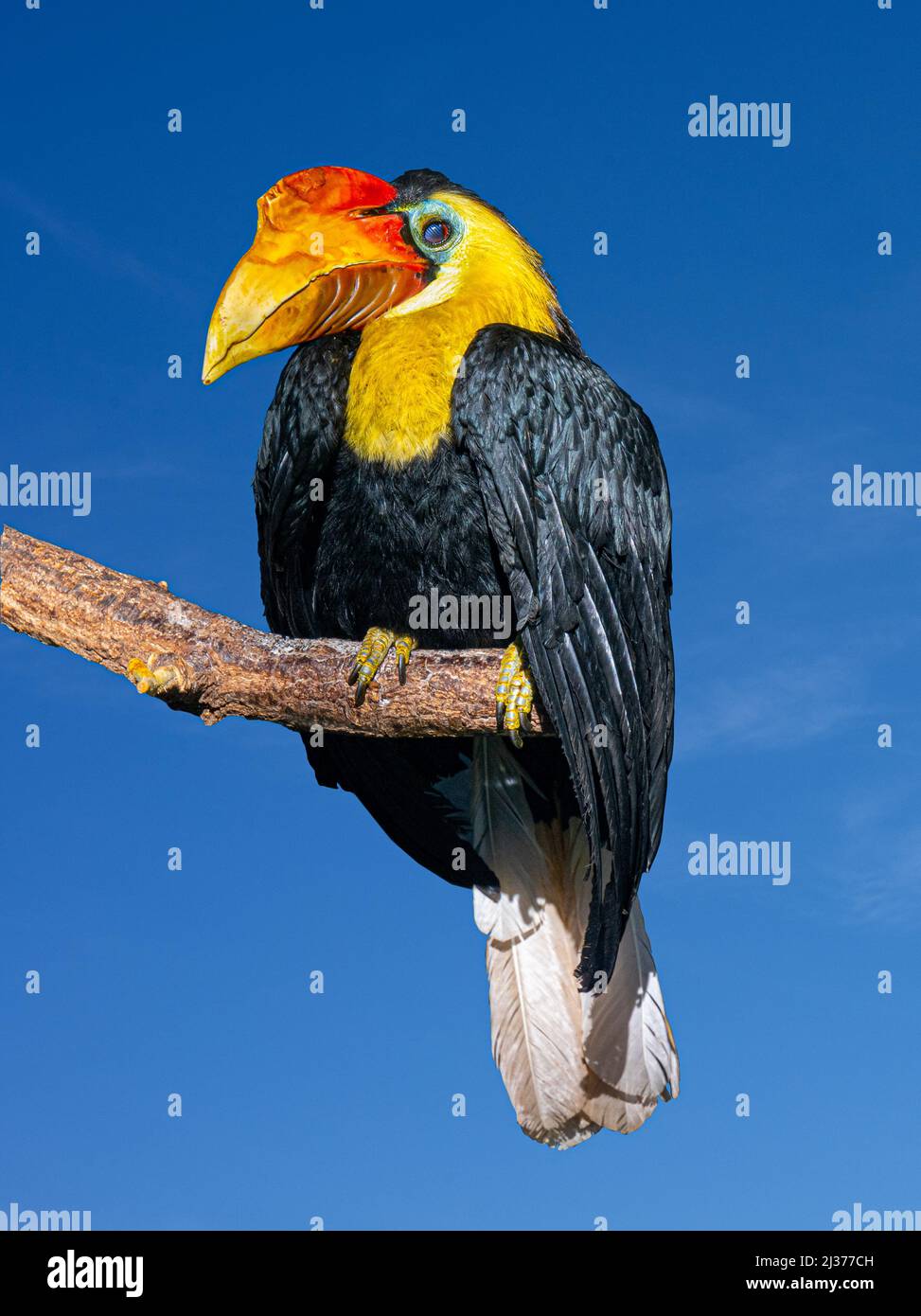 Hornbill ridé, Sunda Hornbill ridé ou Aceros Corrugatus dans un arbre assis sur une branche Banque D'Images