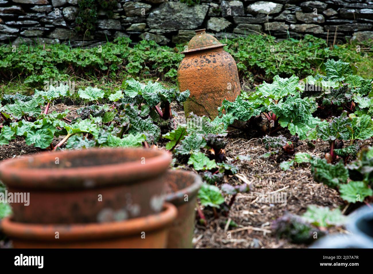 Un jardin de rhubarbe avec un cloche d'argile vintage couvrant une plante afin de la forcer à se développer pour le rhubarbe forcé Banque D'Images
