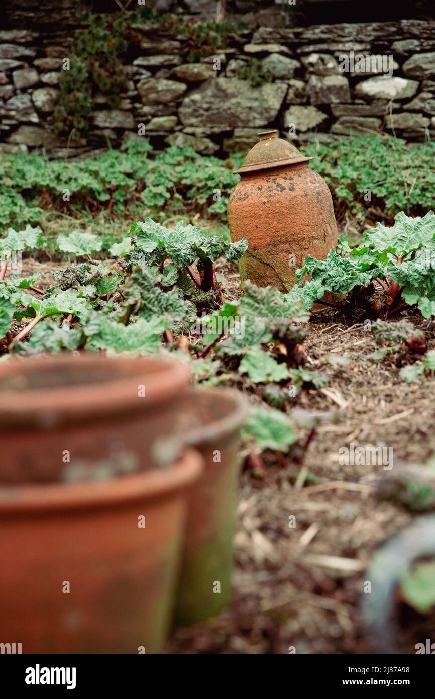 Un jardin de rhubarbe avec un cloche d'argile vintage couvrant une plante afin de la forcer à se développer pour le rhubarbe forcé Banque D'Images