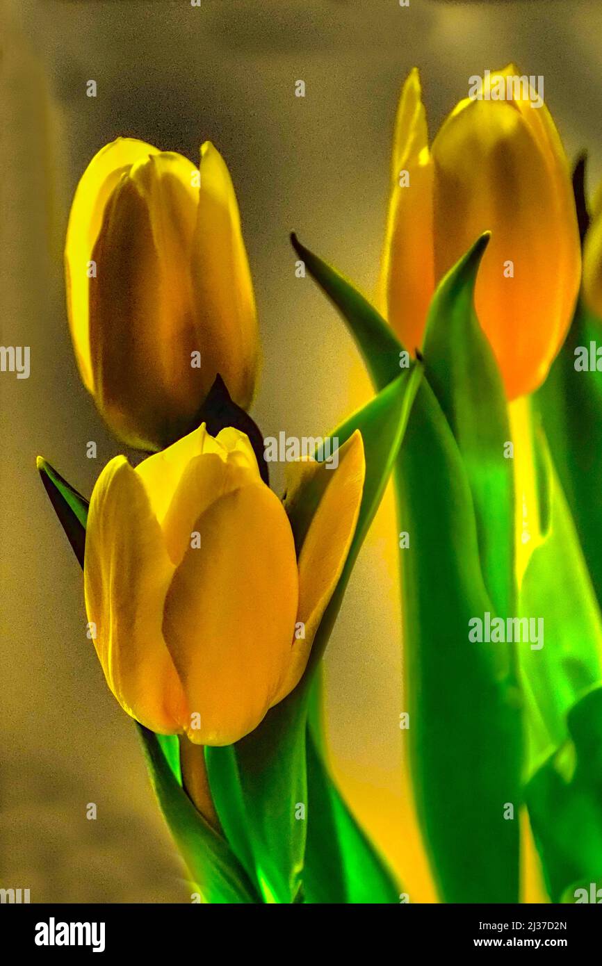 Tulipes. Banque D'Images