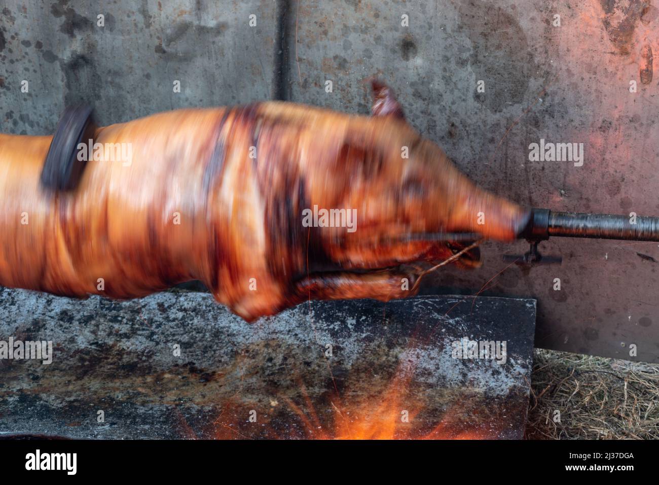 Rôtisserie ou grillage du porc entier gros plan, porc rôti sur la broche, coutume serbe pour Noël, tradition orthodoxe Banque D'Images