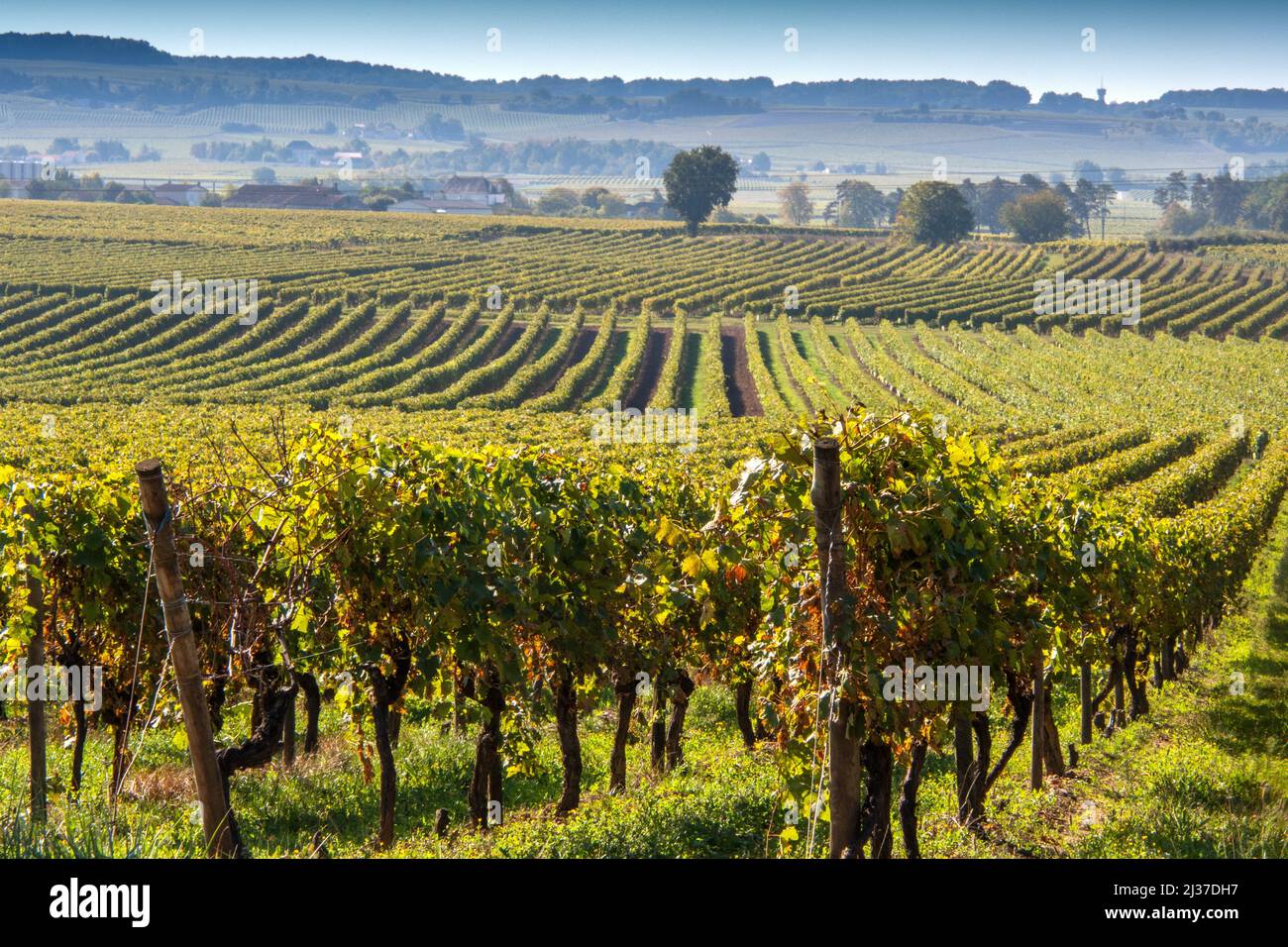 France=Nouvelle Aquitaine=Charente=champs de vin paysage près de Jaarnac, où sont fabriqués les meilleurs Cognacs. Banque D'Images