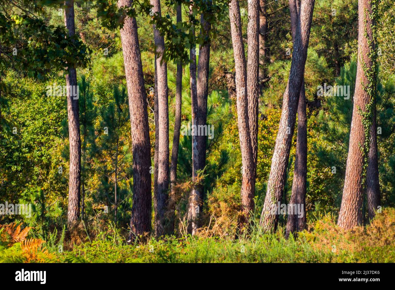 France,Nouvelle Aquitaine, Gironde, pins près de Saint-Ciers-sur-Gironde. Banque D'Images