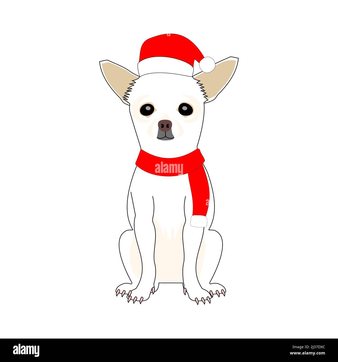 chihuahua en Santa clause chapeau et tricoté avec fond blanc Banque D'Images