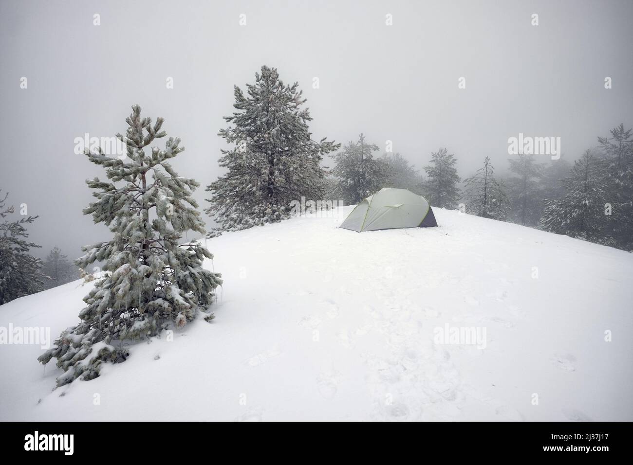 Tente dans la pinède enneigée de l'Etna Park, Sicile Banque D'Images