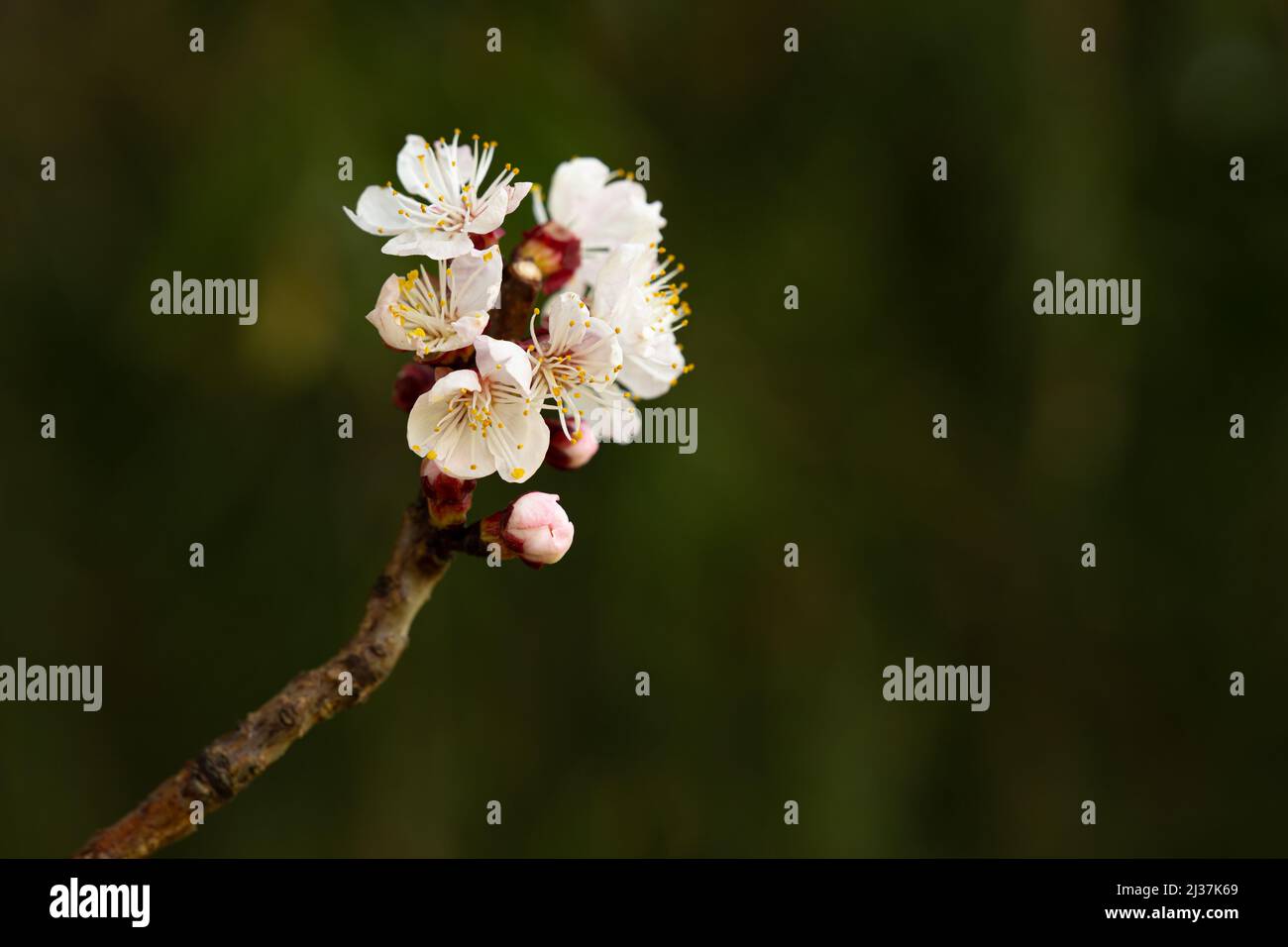 Fleurs blanches et bourgeons roses d'abricot au foyer sélectif. Branche d'abricot en floraison avec l'arrivée du printemps. Le concept de ressort. Banque D'Images