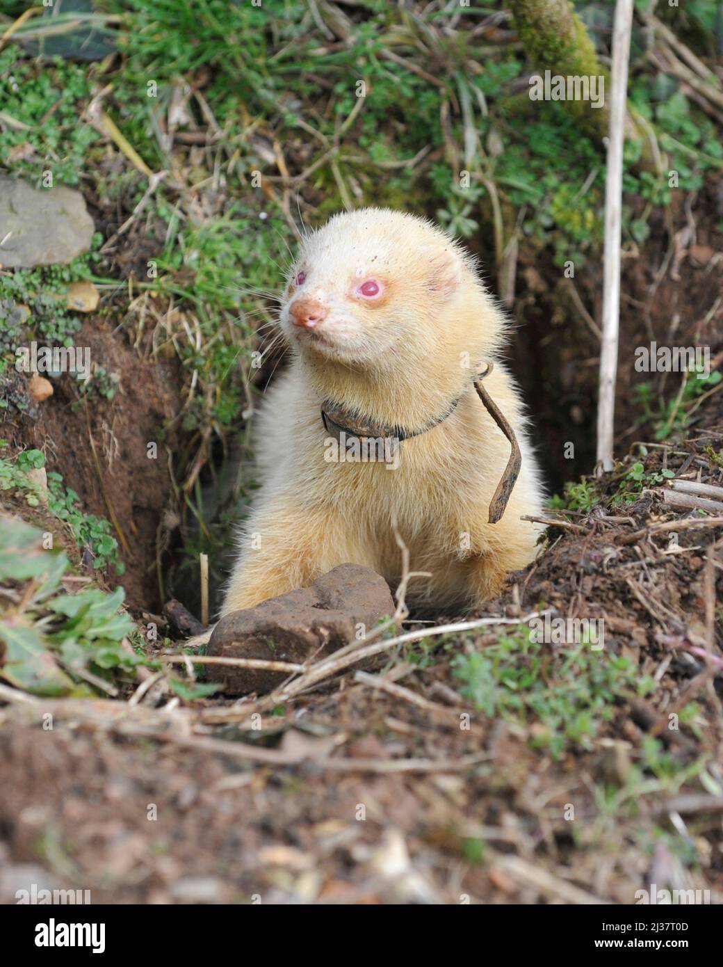 Ferret Albino avec collier de positionnement Banque D'Images
