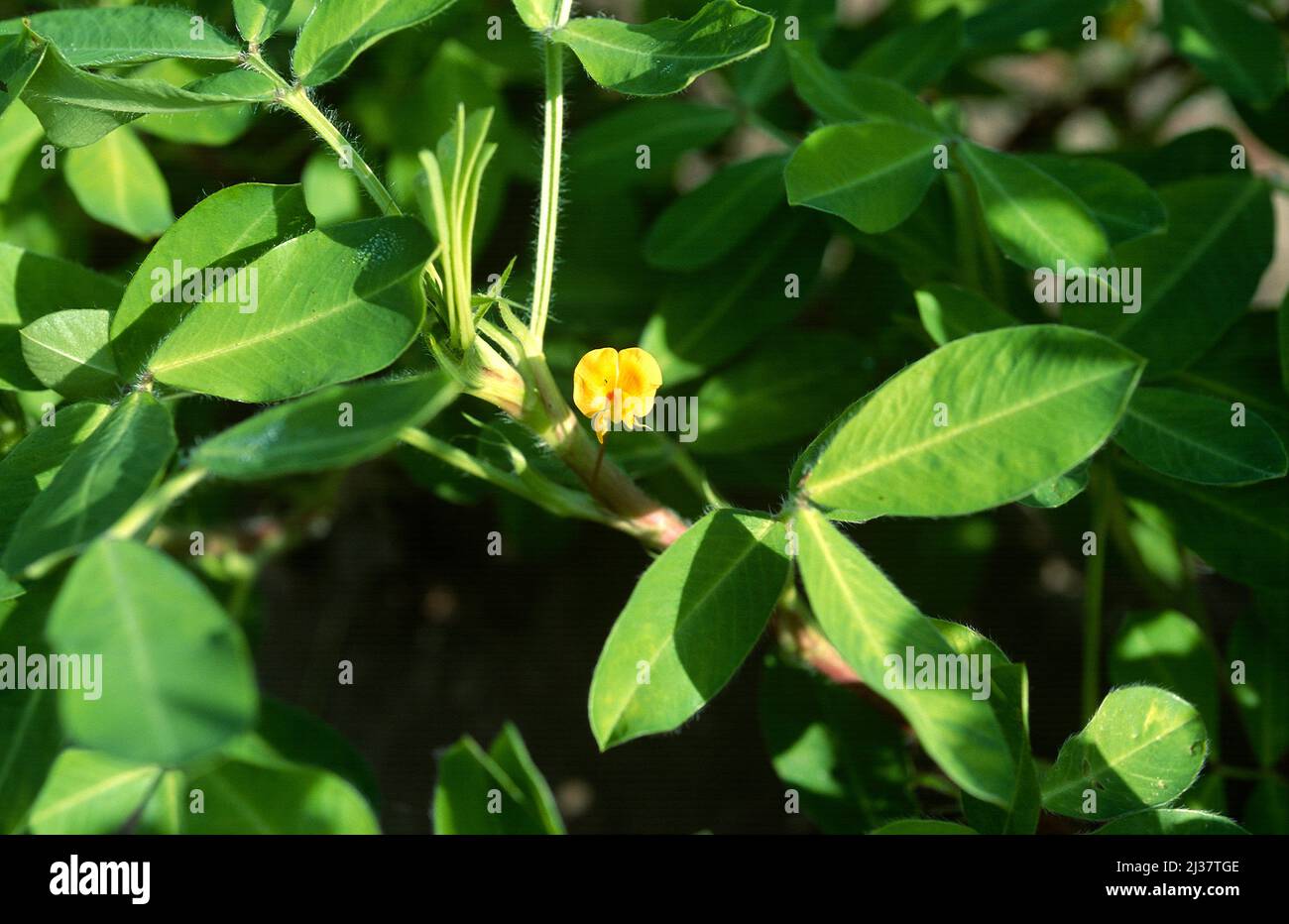 Arachis hypogaea CACAHUÈTES (10 graines)