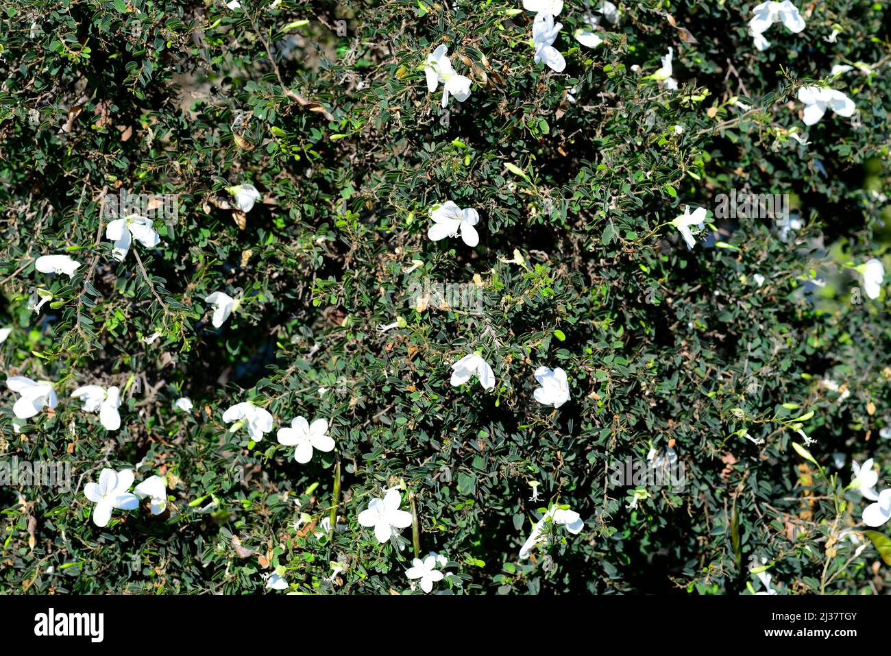 Natal bahuinia (Bahuinia natalensis) est un arbuste à feuilles persistantes originaire d'Afrique du Sud. Spécimen en fleurs. Banque D'Images