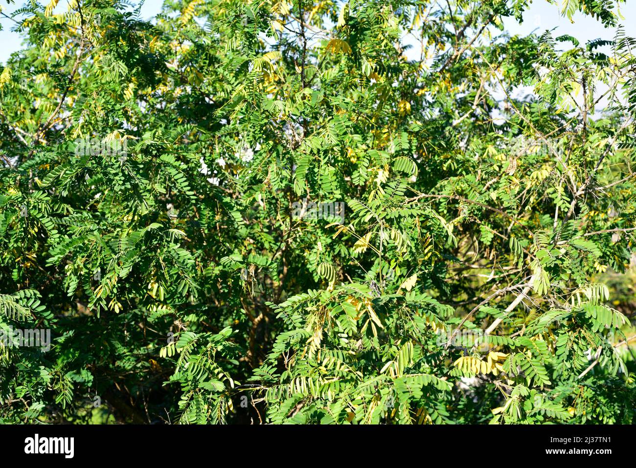 Natal laburnum (Calpurnia aurea) est un petit arbre à feuilles persistantes originaire d'Afrique australe. Feuilles et fruits. Banque D'Images