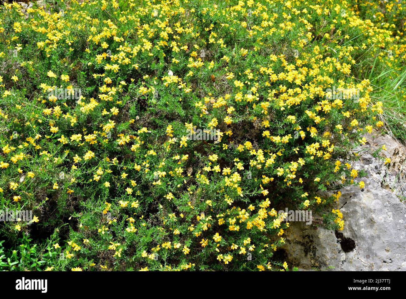 Le balai espagnol ou gorse espagnol (Genista hispanica) est un arbuste épineux originaire du nord et de l'est de l'Espagne et du sud de la France. Cette photo a été prise dans Banque D'Images