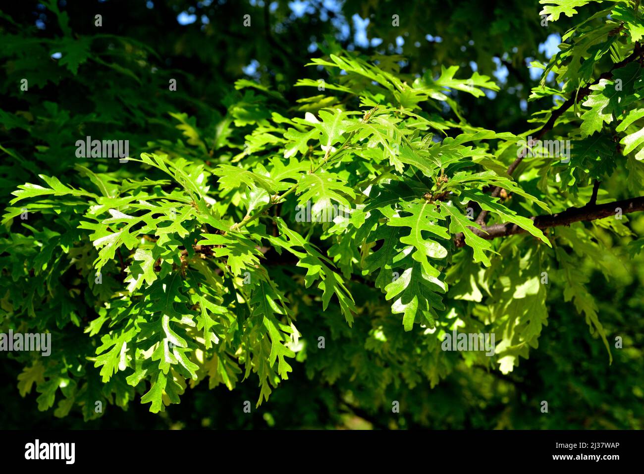 Le chêne de dinde (Quercus cerris) est un arbre à feuilles caduques originaire du centre et du sud-est de l'Europe et de l'Asie mineure. Détails des feuilles. Banque D'Images