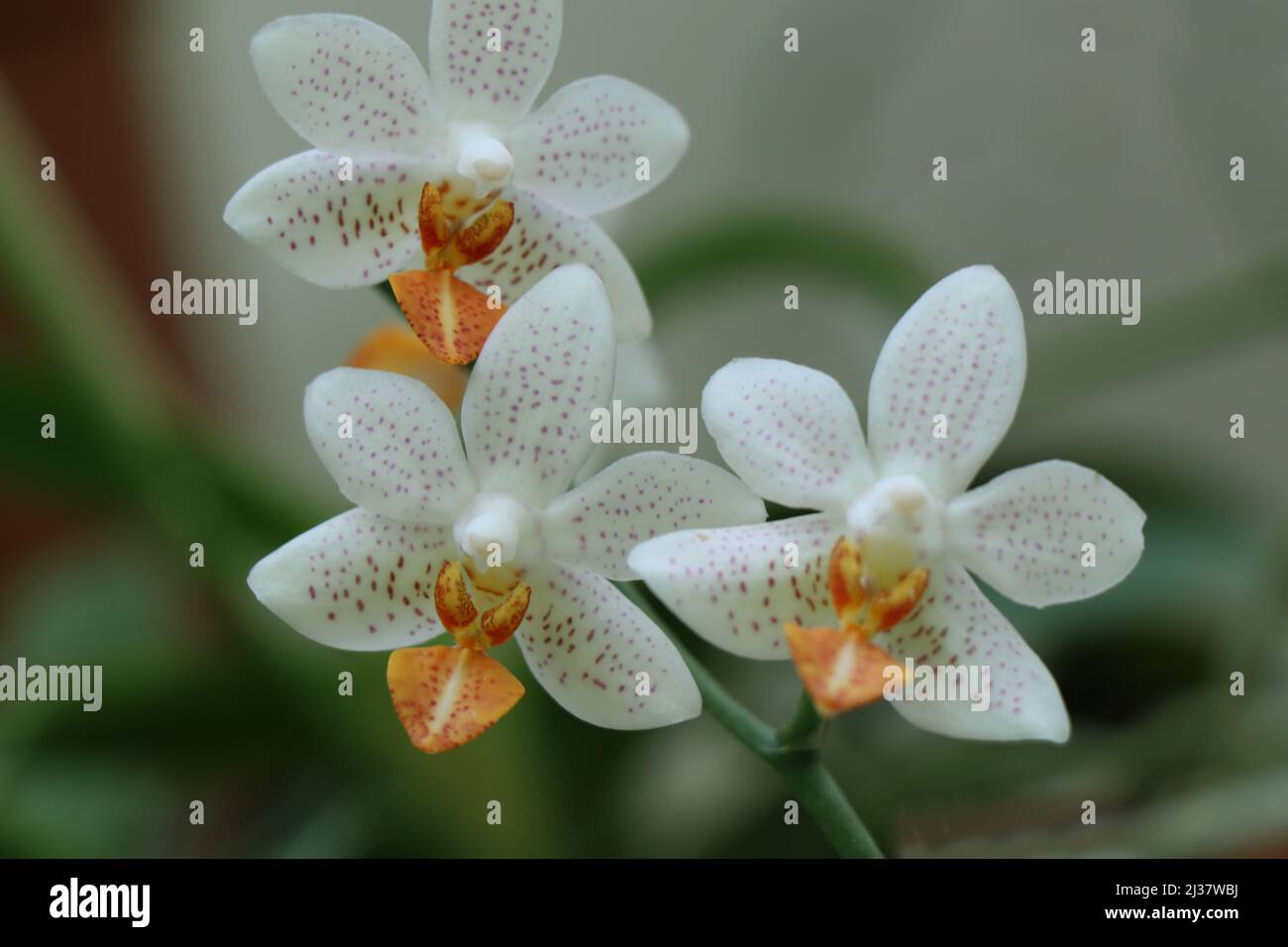 Fleur Phalaenopsis mini-marque orchidée Banque D'Images