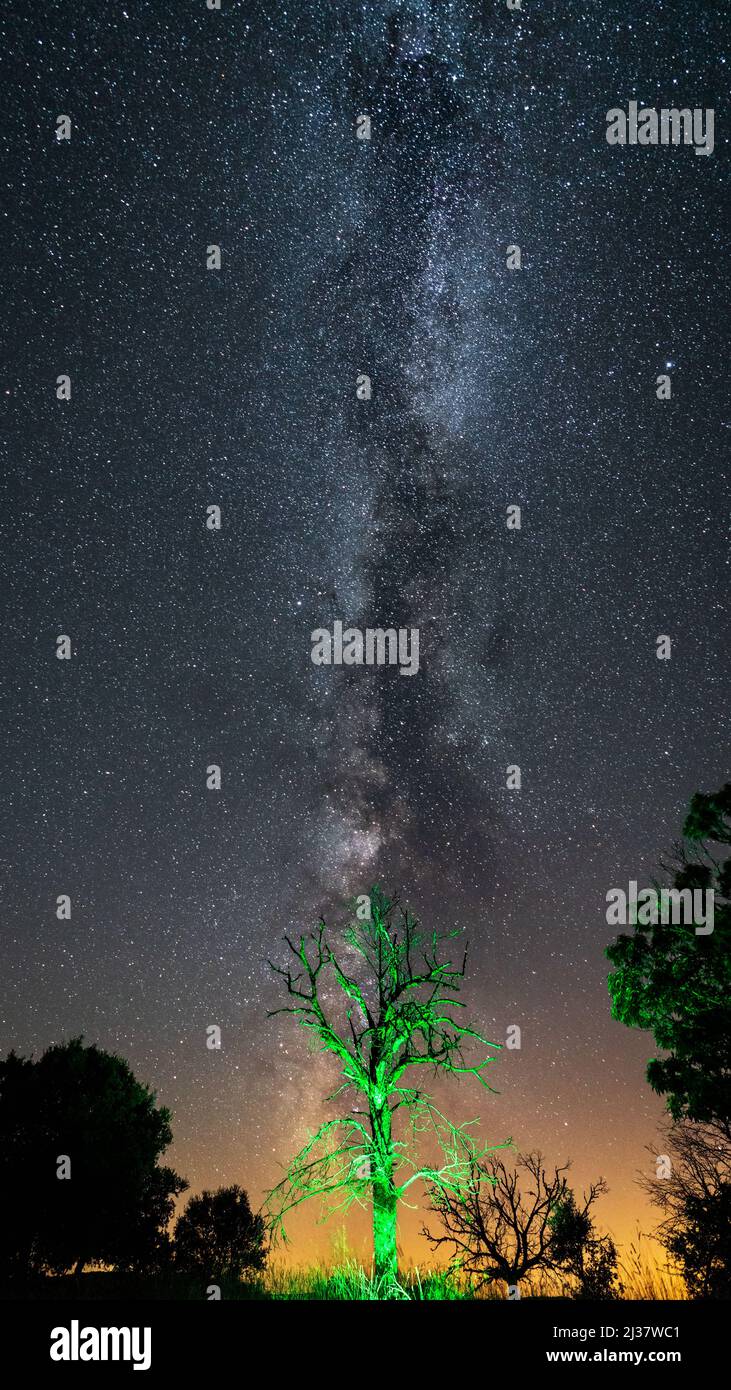 Arbre mort de couleur verte sous la voie laiteuse Banque D'Images