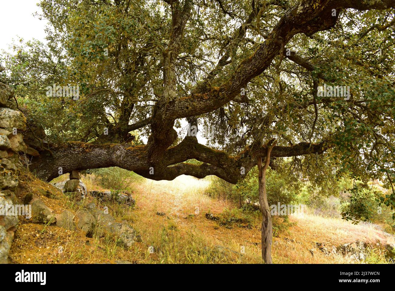 Le chêne d'Evergreen (Quercus ilex ballota ou Quercus ilex rotundifolia) est un arbre à feuilles persistantes originaire du bassin méditerranéen (péninsule ibérique et Banque D'Images