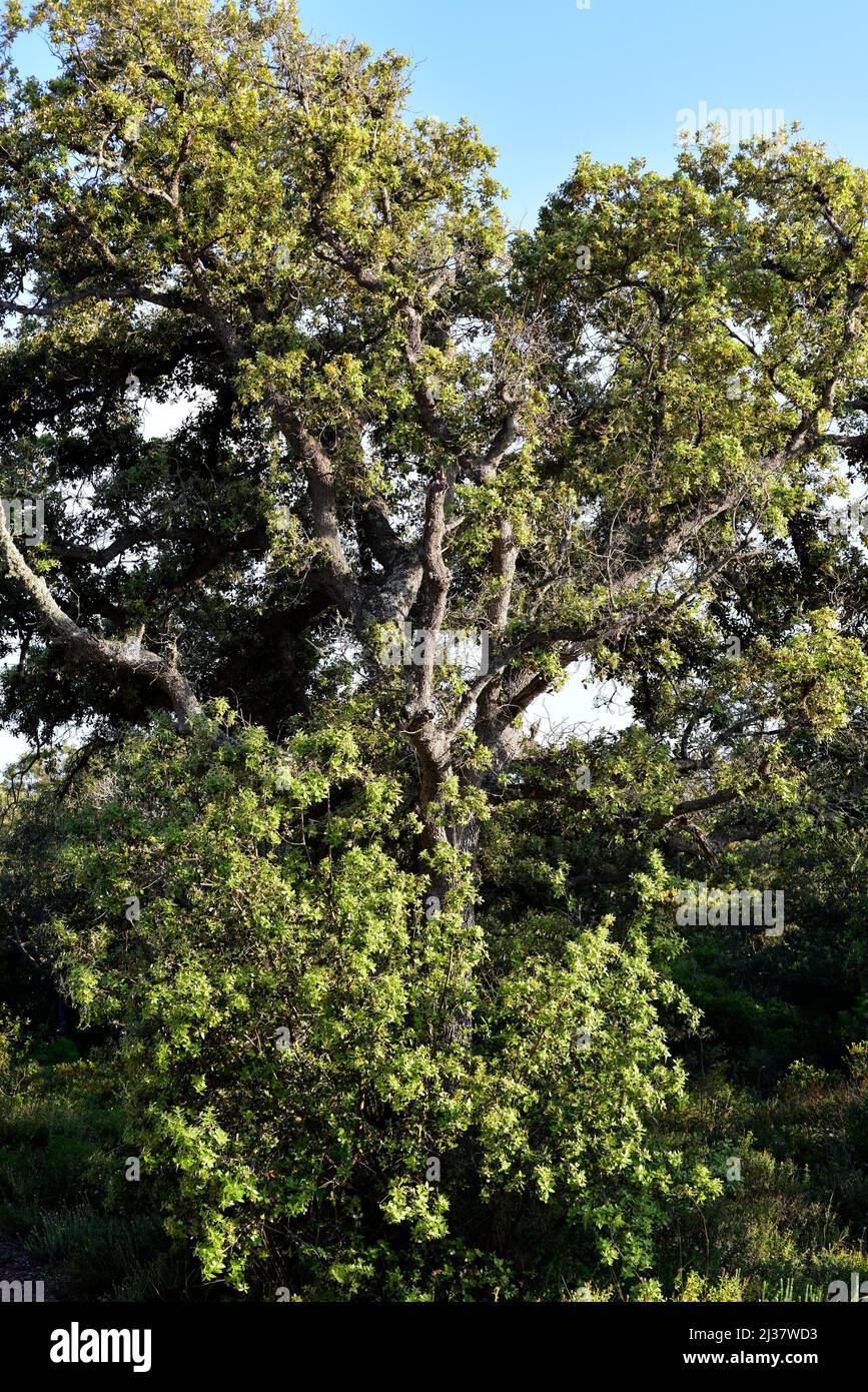 Le chêne d'Evergreen (Quercus ilex ilex) est un arbre à feuilles persistantes originaire du sud de l'Europe. Cette photo a été prise à Minorque, Iles Baléares, Espagne. Banque D'Images
