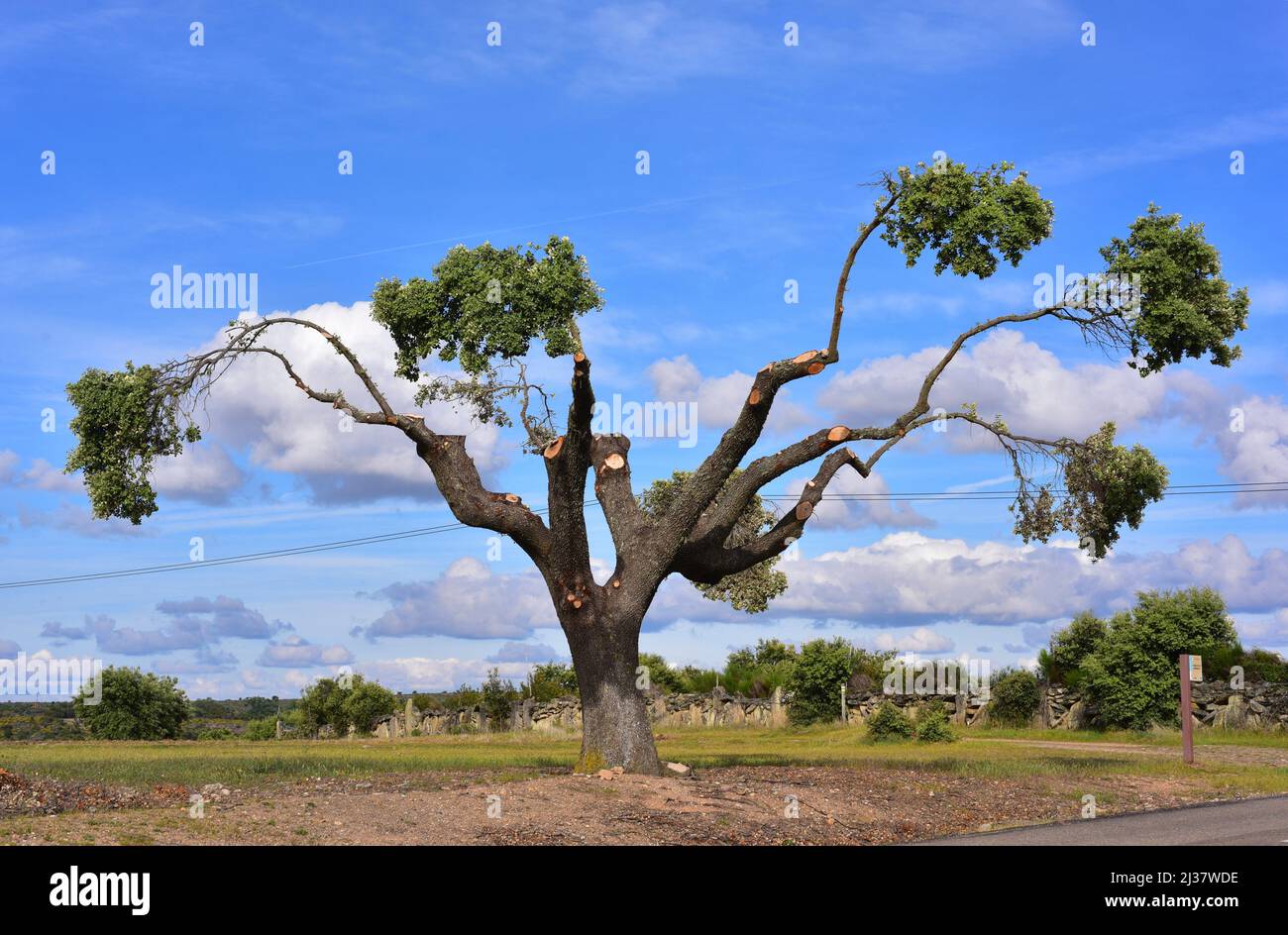 Le chêne d'Evergreen (Quercus ilex ballota ou Quercus ilex rotundifolia) est un arbre à feuilles persistantes originaire du bassin méditerranéen (péninsule ibérique et Banque D'Images