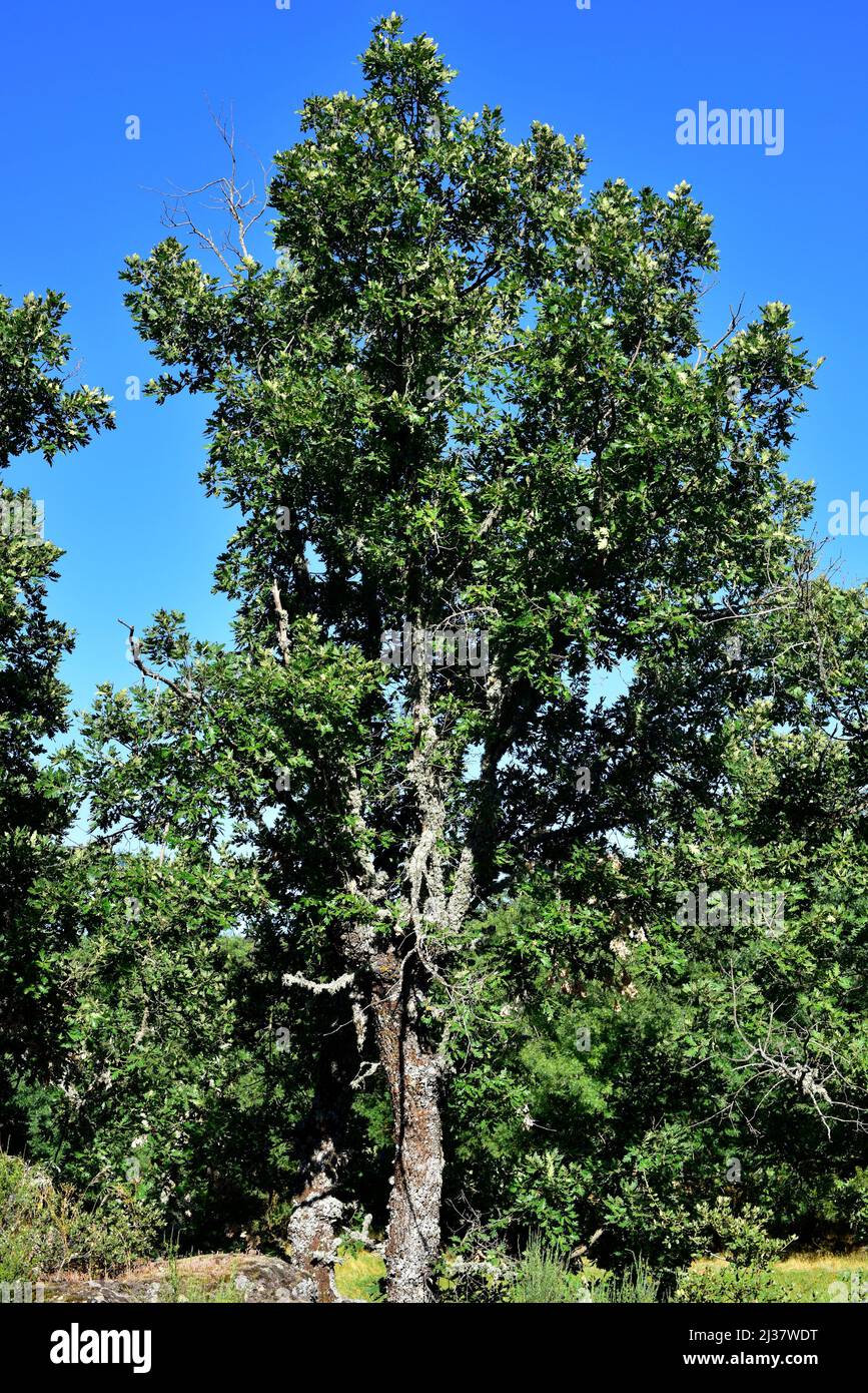 Le chêne pyrénéen (Quercus pyrenaica) est un arbre à feuilles caduques originaire du bassin méditerranéen occidental (péninsule ibérique, montagnes de l'ouest de la France et du Maroc). Banque D'Images