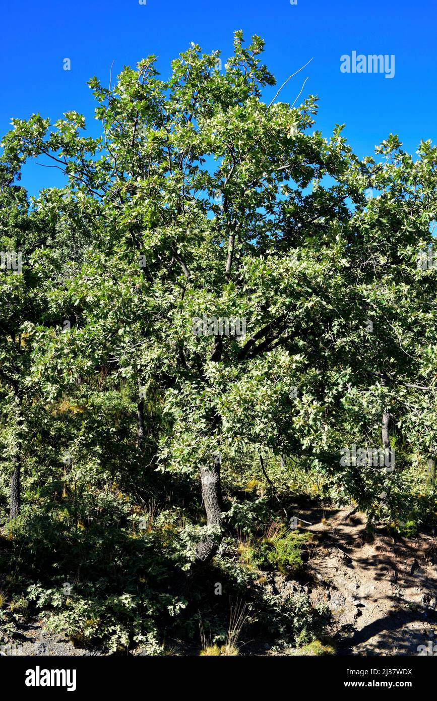 Le chêne pyrénéen (Quercus pyrenaica) est un arbre à feuilles caduques originaire de l'ouest du bassin méditerranéen (péninsule ibérique; montagnes de l'ouest de la France et du Maroc. Banque D'Images