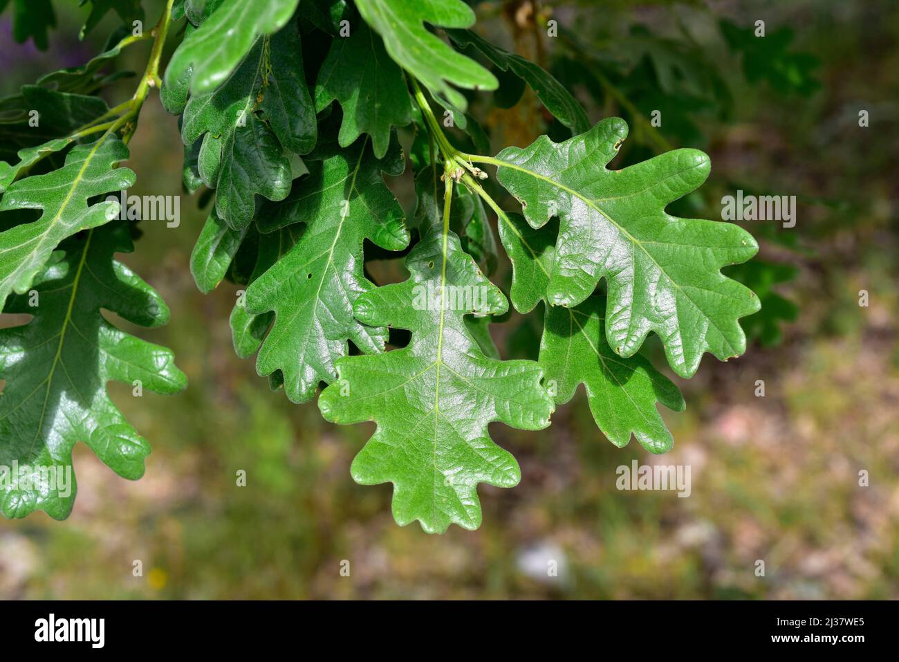 Le chêne pyrénéen (Quercus pyrenaica) est un arbre à feuilles caduques originaire du bassin méditerranéen occidental (péninsule ibérique, montagnes de l'ouest de la France et du Maroc). Banque D'Images