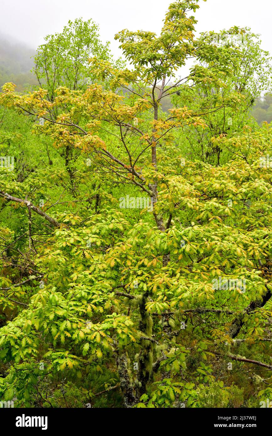 Le chêne commun ou le chêne européen (Quercus robur) est un arbre à feuilles caduques originaire des montagnes d'Europe centrale et du sud de l'Europe, du Caucase et de la Turquie. Ceci Banque D'Images