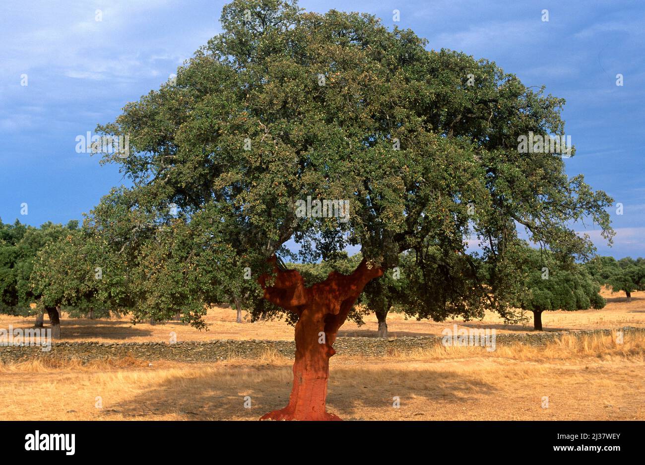 Le chêne de liège (Quercus suber) est un arbre à feuilles persistantes originaire du bassin méditerranéen occidental. Son écorce est utilisée pour fabriquer des bouchons, dans la décoration et comme isolant Banque D'Images