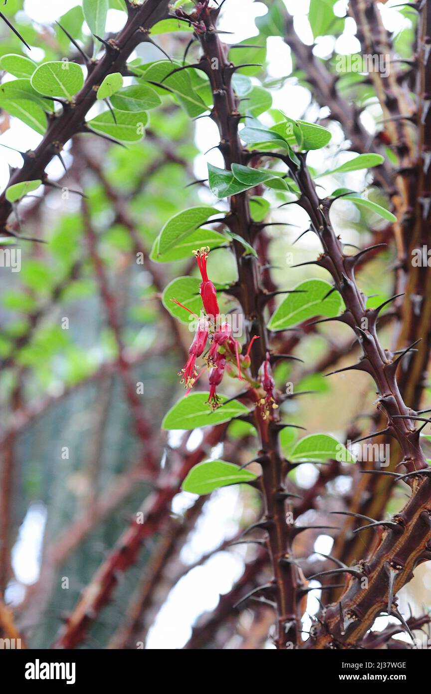 Rabao de iguana (Fouquieria ochoterenae) est un arbuste spini originaire du Mexique. Fleurs et épines. Banque D'Images
