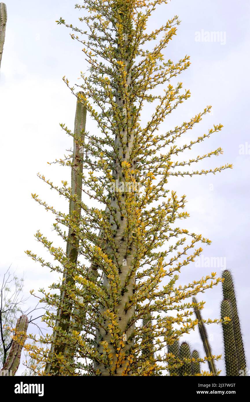 L'arbre de Boojum ou cirio (Fouquieria columnaris) est une plante columniforme endémique à Baja California, au Mexique. Banque D'Images