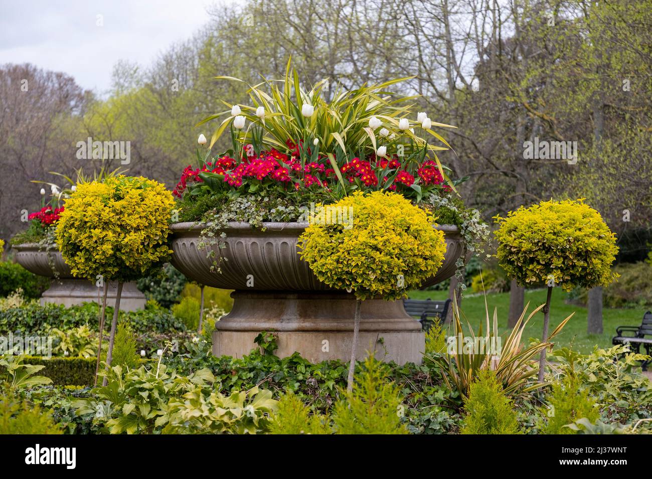 Primula rouge et Tulips blancs dans une urne en pierre entourée par le ballon en forme d'Euonymus japonica à Regents Park, Londres Banque D'Images