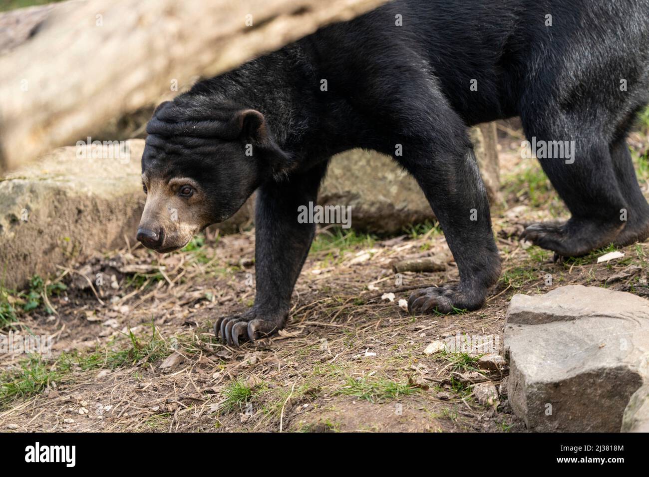 Pays-Bas : ours soleil (Helarctos malayanus) dans un zoo Photo Stock - Alamy