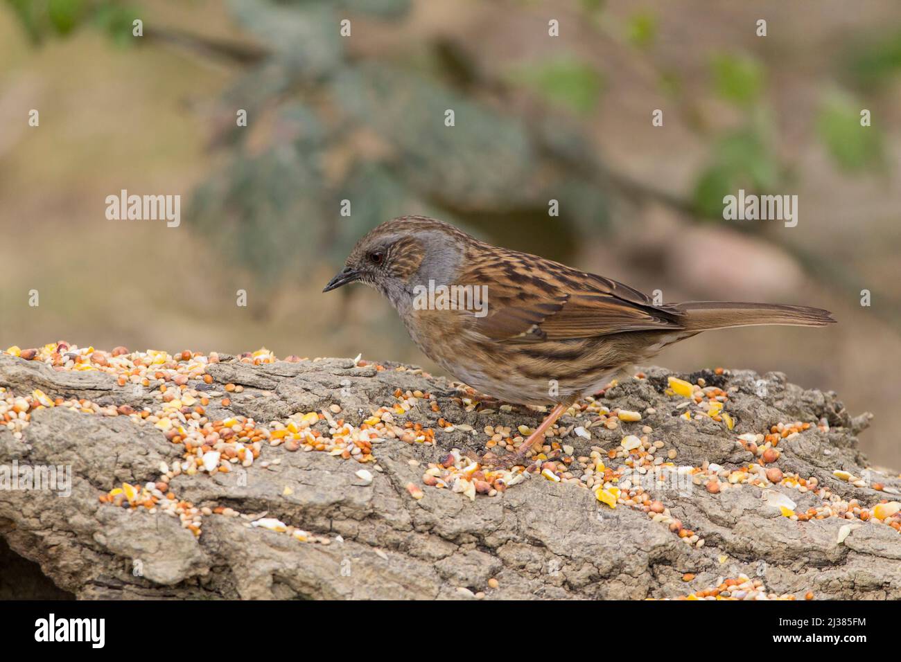 Dunnock (Prunella modularis) châtaignier brun arrière bleu gris sous-parties flancs striés et aiguille comme la facture se nourrissant de graines éparses sur une vieille bûche Banque D'Images