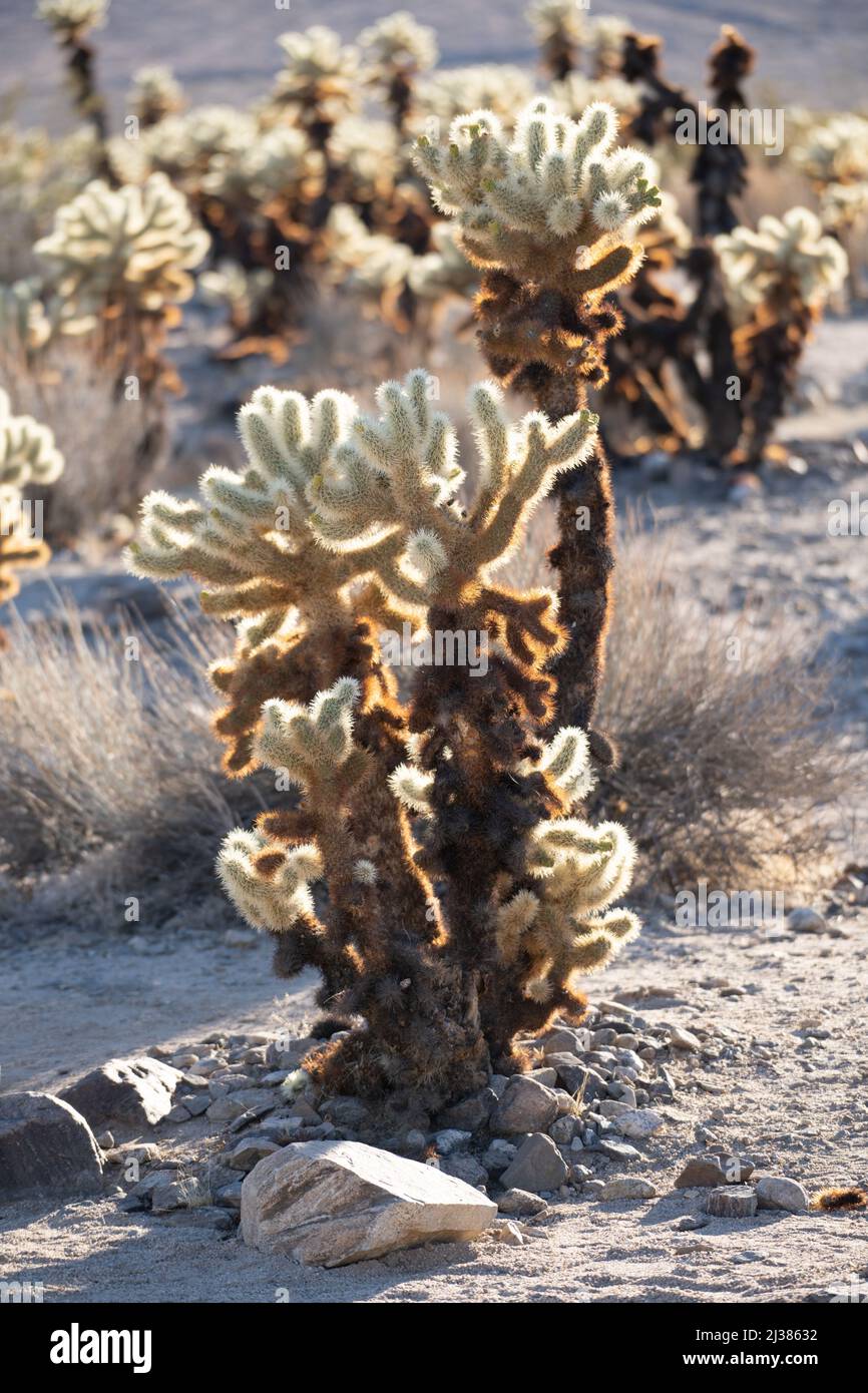 Les cactus de la Jolla sont silhouettés par le soleil couchant dans le terrain de camping national de Joshua Tree, dans le sud de la Californie, aux États-Unis Banque D'Images