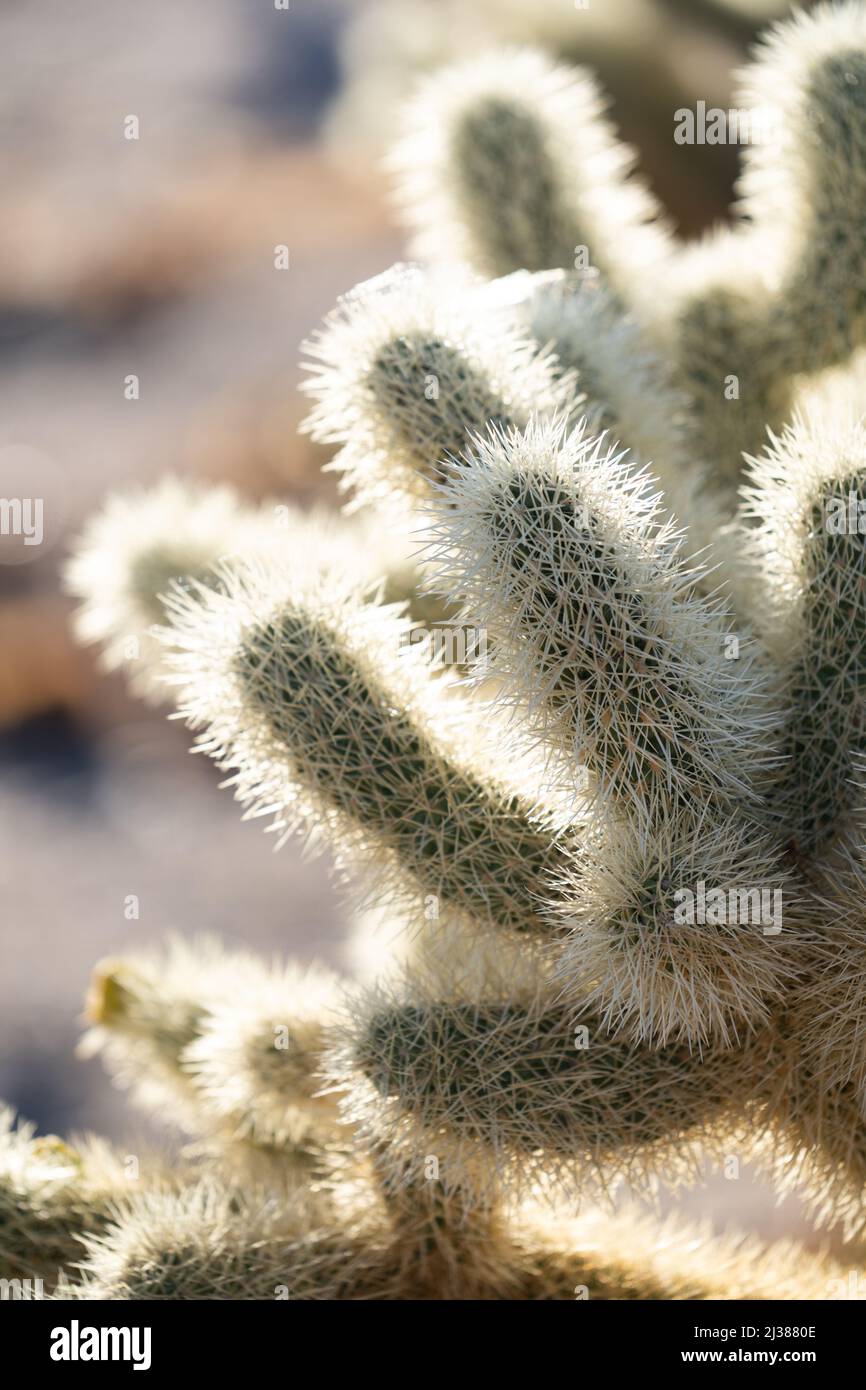 Les cactus de la Jolla sont silhouettés par le soleil couchant dans le terrain de camping national de Joshua Tree, dans le sud de la Californie, aux États-Unis Banque D'Images