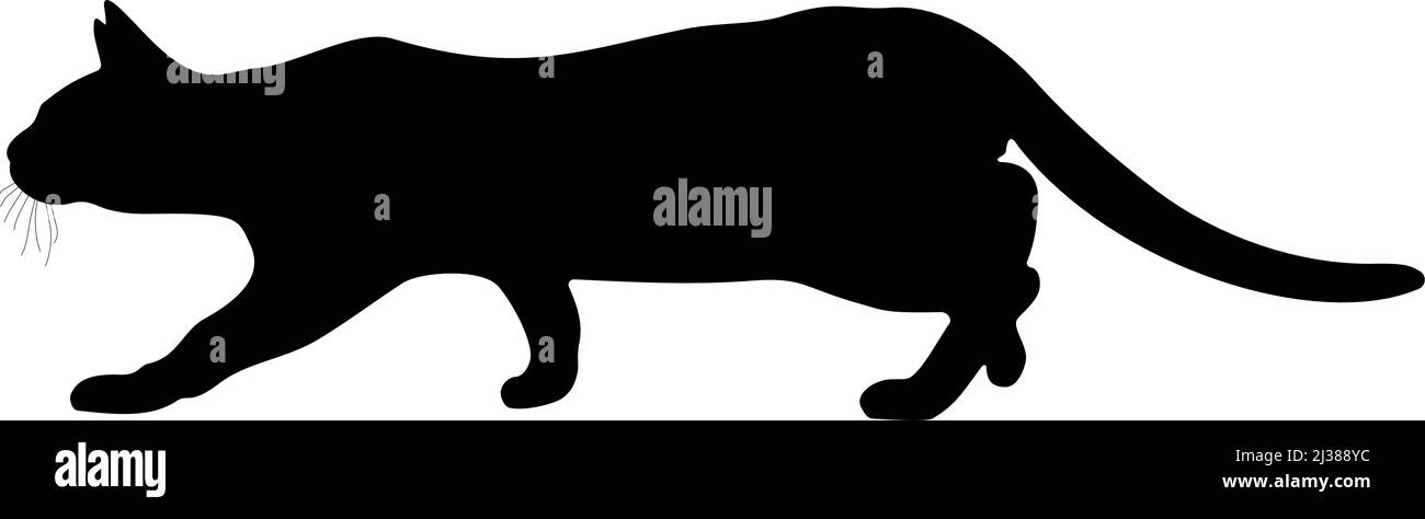 Silhouette noire d'un chat sur fond blanc. Image vectorielle. Illustration de Vecteur