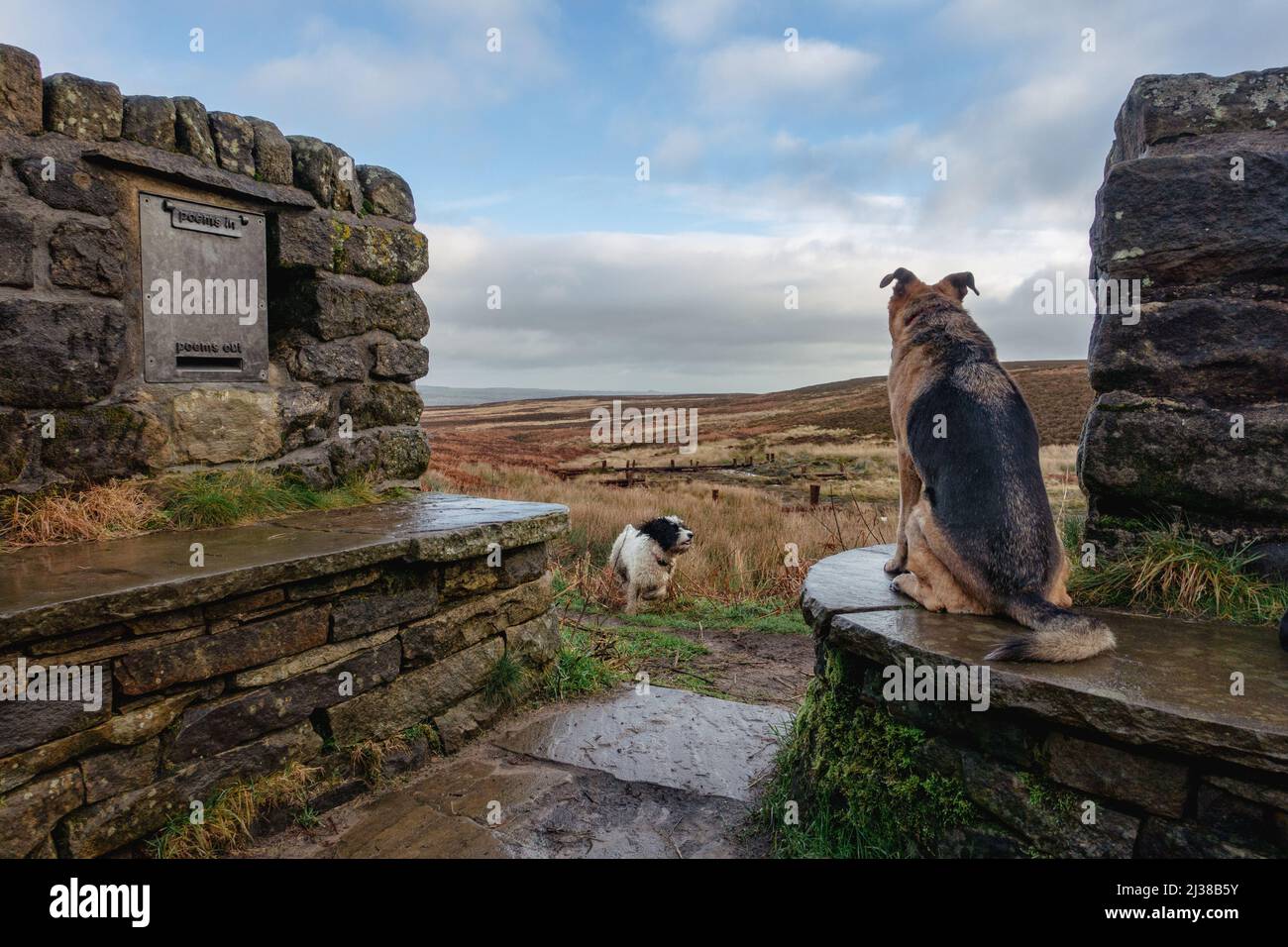 Deux chiens au siège de Poésie où des barrières ont été installées pour bloquer les fossés de drainage sur la lande d'Ilkley afin de régénérer les tourbières et le m sphagnum Banque D'Images