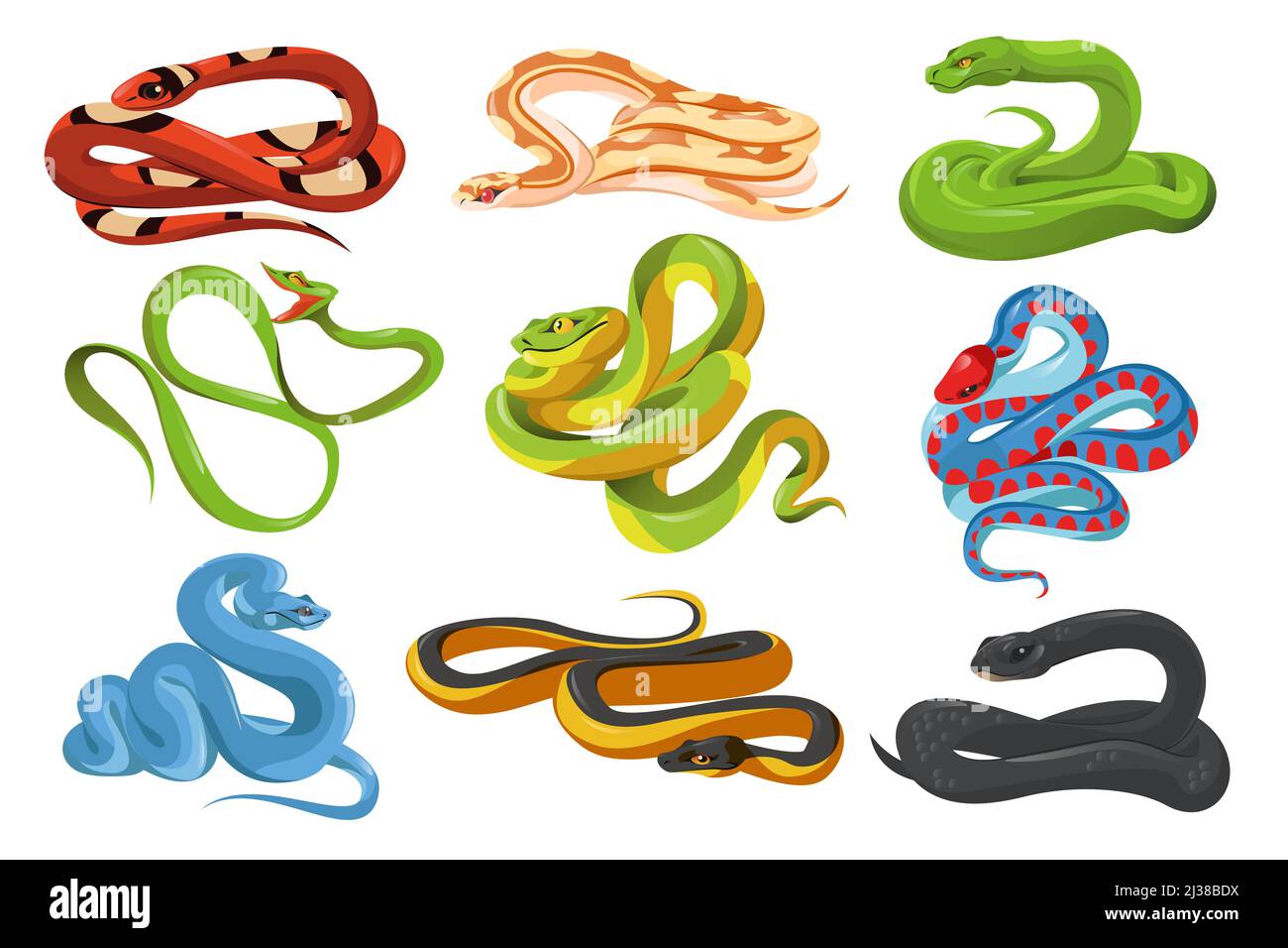Serpents, serpents tropicaux isolés sur fond blanc. Mamba noir, serpent laiteux écarlate, jarretière californienne à côtés rouges, python d'arbre vert, trimeresurus Illustration de Vecteur