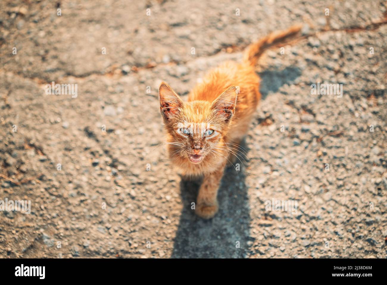 Sale, sombre, malade Red Kitten mercifully meows sur la rue.Sans-abri Ginger Cat en plein air dans la rue Banque D'Images