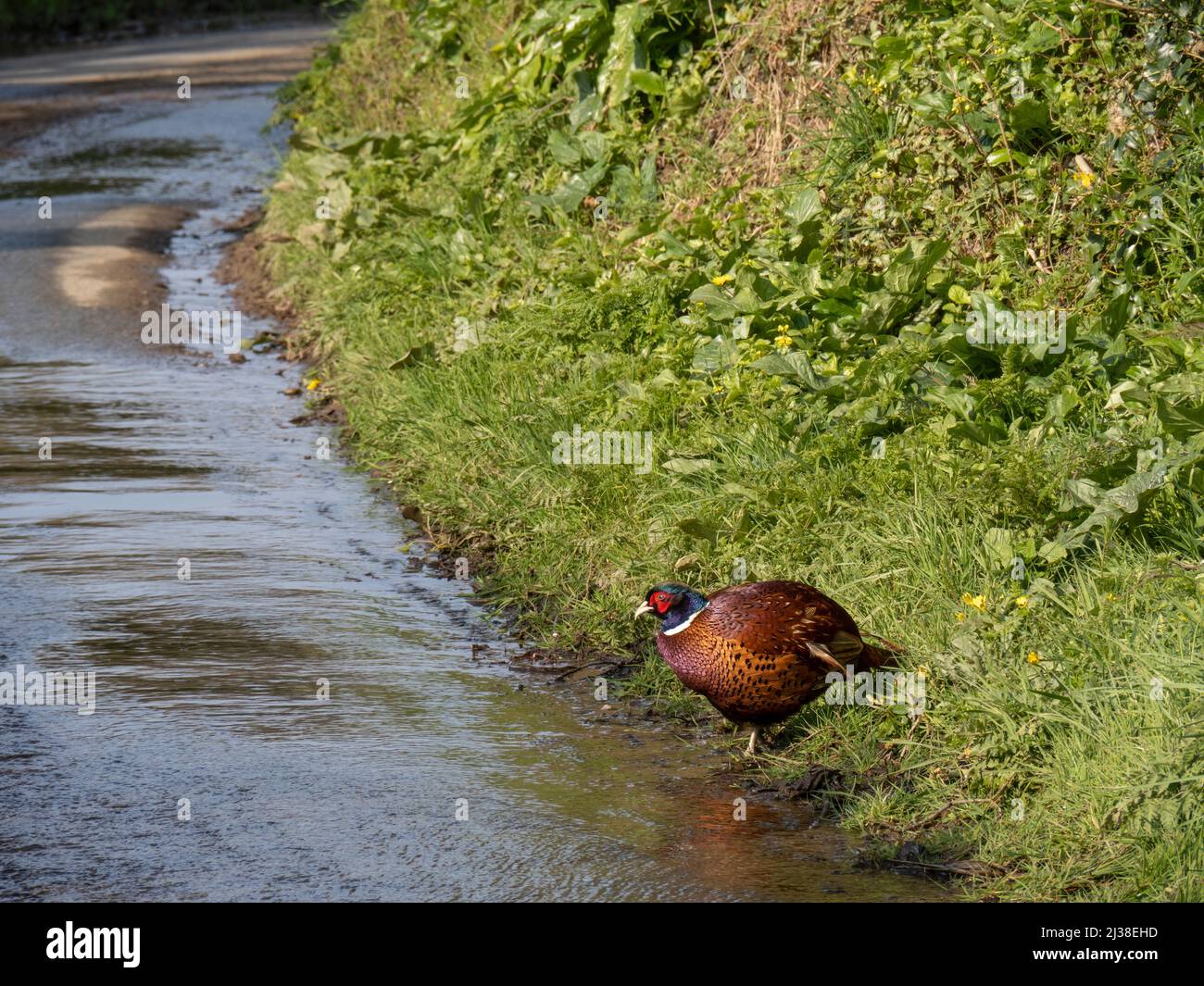 Lourd faisan mâle par route humide, Royaume-Uni. Phasianus colchicus. Banque D'Images