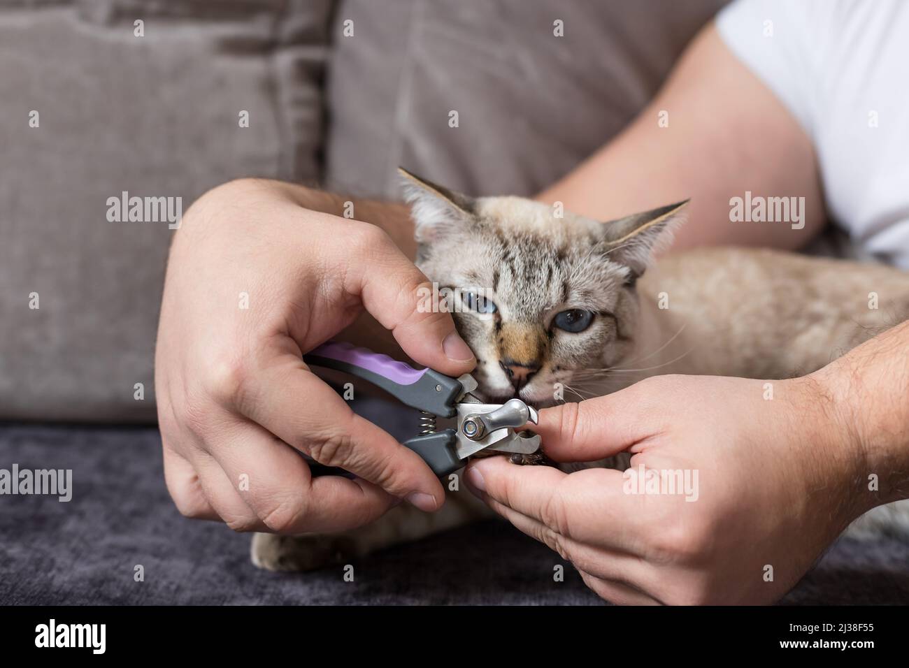 propriétaire coupant des griffes de chat avec la tondeuse et chat piquant ses mains Banque D'Images