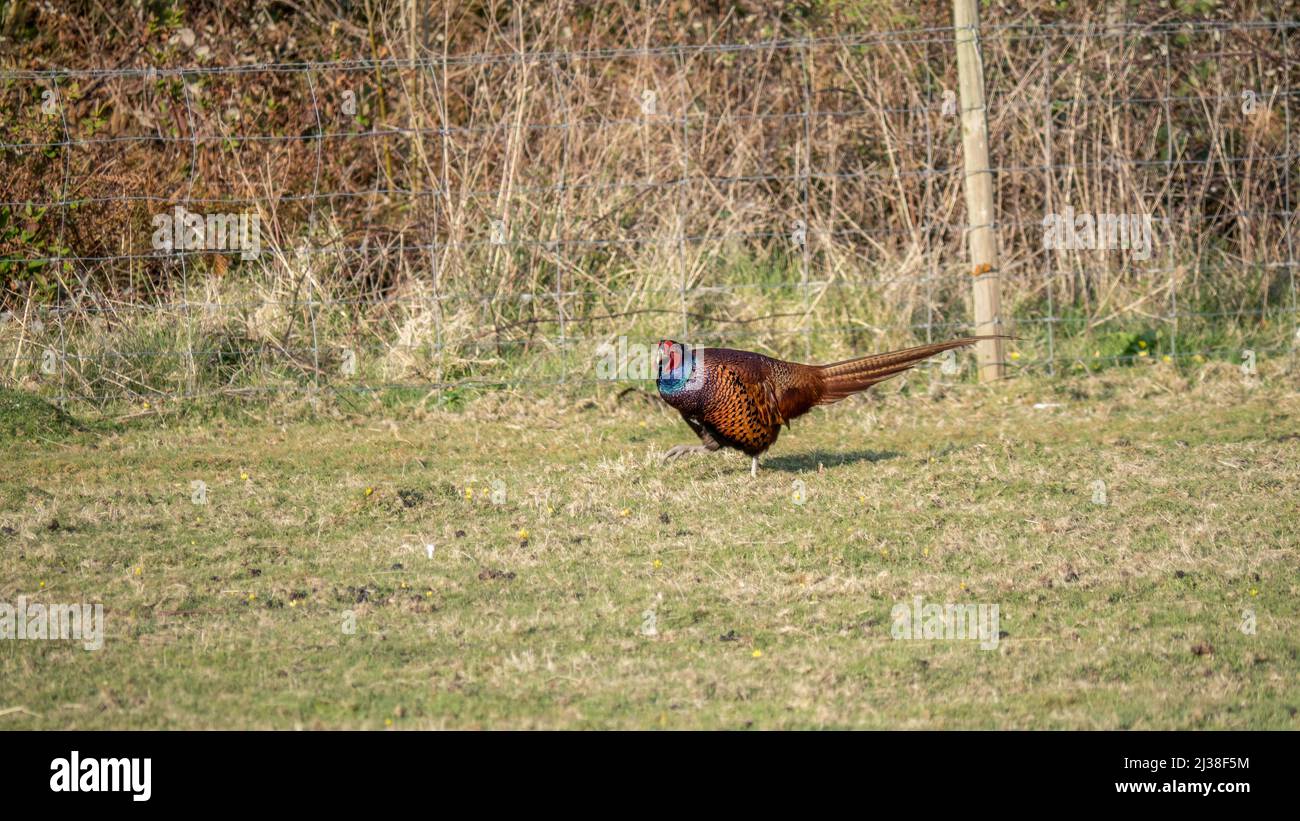 Des jambes de force faisantes mâles à travers le champ, Royaume-Uni. Phasianus colchicus. Banque D'Images